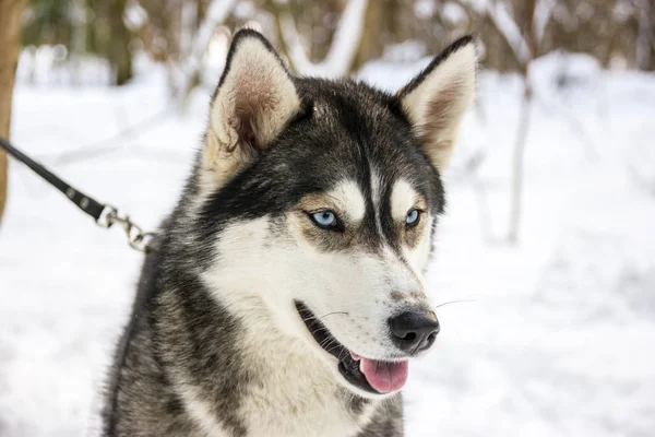 Husky rasen hund porträtt på vintern — Stockfoto