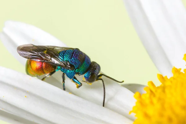 Foto von Kuckuckswespen oder Smaragdwespen schließen. Stockbild