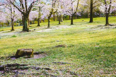 taze yeşil çim ağaçta kiraz çiçeği