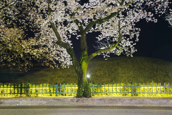 Nattvisning av körsbär blommar road i Gyeongju, Sydkorea — Stockfoto