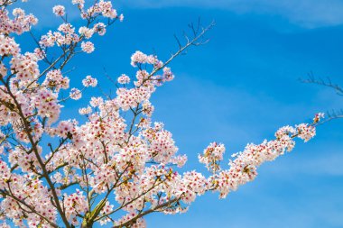 Mavi gökyüzü arka plan ile kiraz çiçekleri