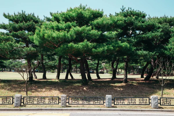 Pine trees in Seoul National Cemetery, Korea