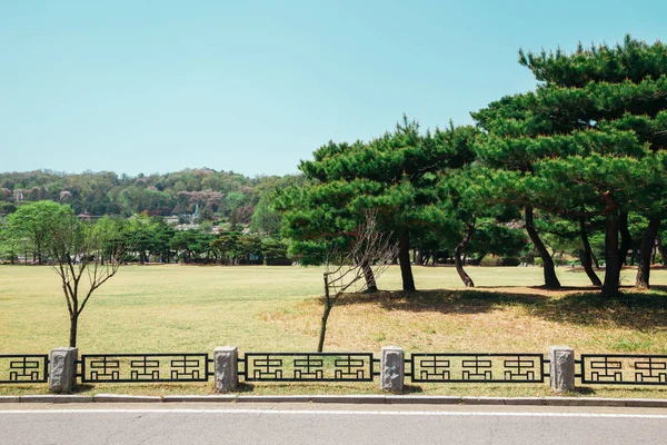Pine trees in Seoul National Cemetery, Korea
