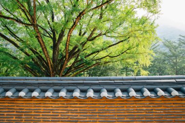 Kore geleneksel duvar ve ağaç