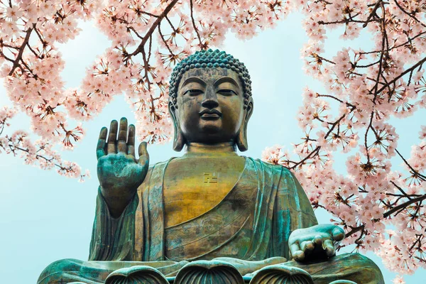 Buddha Statue Mit Kirschblüte Lin Kloster Hongkong — Stockfoto