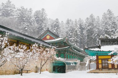 Odaesan Woljeongsa Tapınağı'nda karlı kış aylarında Pyeongchang Kore