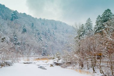 Ormanda Odaesan, Pyeongchang, Kore karlı kış