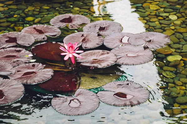 Fleur de lotus rose sur étang — Photo