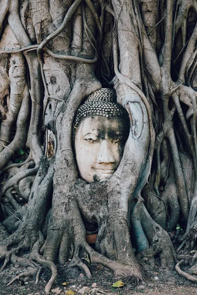 Estátua de Buda presa em raízes de árvores em Wat Maha Que, Ayutthaya, Tailândia — Fotografia de Stock