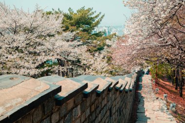Suwon, Kore pembe kiraz çiçeği Hwaseong kale