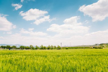 Arpa alan Kore bahar günü, mavi gökyüzü ile