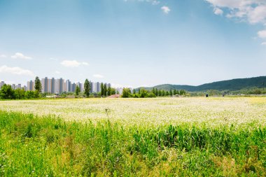 Buğday alan doğa manzara bahar günü, Kore