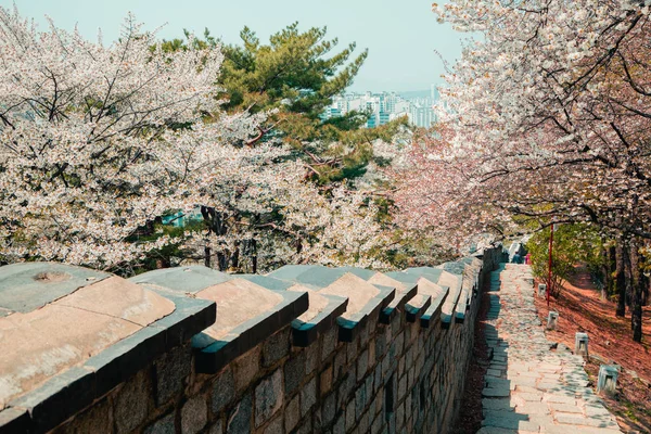 stock image Hwaseong Fortress with pink cherry blossom in Suwon, Korea