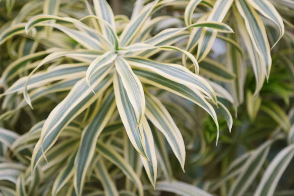 yaprak yeşil arka plan