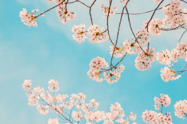 Mavi gökyüzü ile kiraz çiçeği