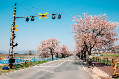 Gyeongju, Kore demiryolu engel olan kiraz çiçekleri yol