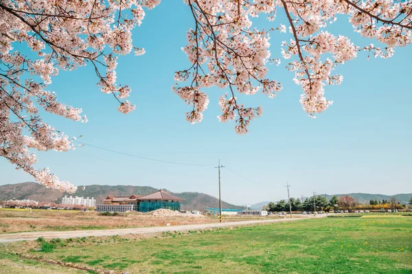 Kersenbloesem en Koreaanse platteland dorp in Gyeongju, Zuid-Korea — Stockfoto