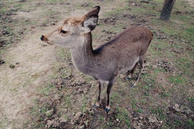 Japonya'da Nara deer park