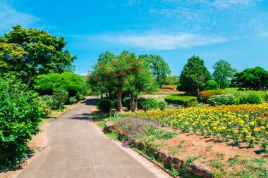 Çiçek alan ve ağaçlarda Nokonoshima Island park, Fukuoka, Japonya