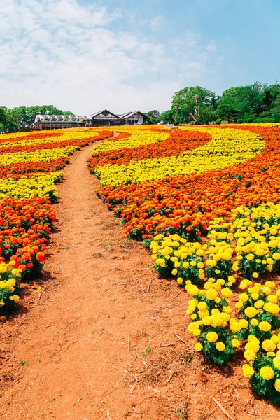 Campo de flores colorido em Nokonoshima island park, Fukuoka, Japão — Fotografia de Stock