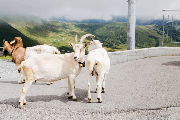 Cabras em Alpes Suíços montanha Grindelwald Primeiro — Fotografia de Stock