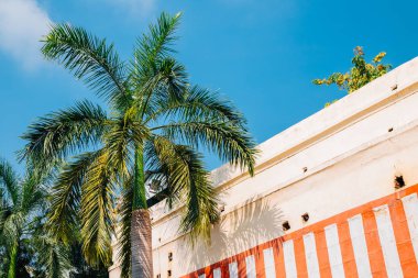 Palmiye ağacı Madurai, Hindistan mavi gökyüzü altında