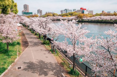 Kiraz çiçekleri yol ile nehir Kema Sakuranomiya Park, Osaka, Japonya