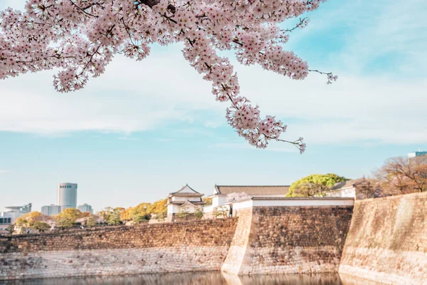 Kersenbloesem van de lente in het kasteel van Osaka, Japan — Stockfoto