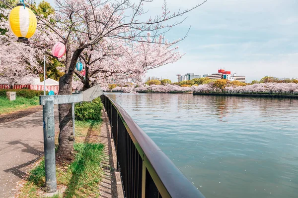 Kirschblütenstraße mit Fluss im kema sakuranomiya park, osaka, japan — Stockfoto