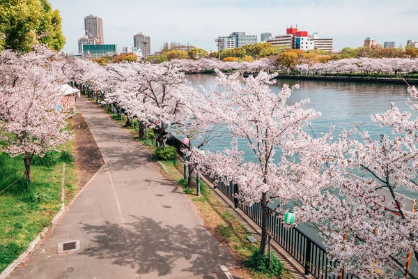 Kersenbloesem wegnaar-rivier in Kema Sakuranomiya Park, Osaka, Japan — Stockfoto