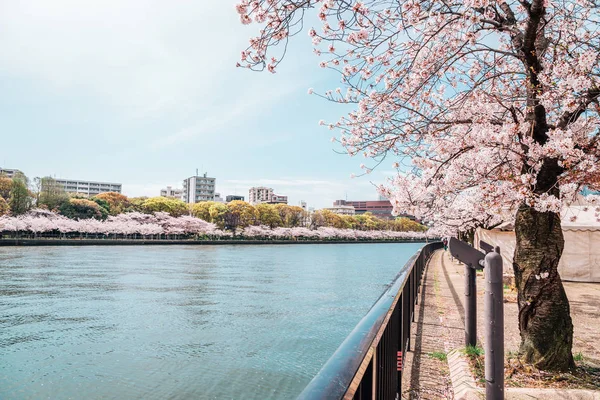 Route des cerisiers en fleurs avec rivière dans le parc Kema Sakuranomiya, Osaka, Japon — Photo
