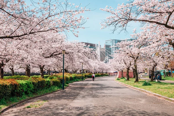 Route des cerisiers en fleurs dans le parc Kema Sakuranomiya, Osaka, Japon — Photo