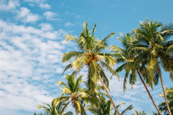 Palmeiras sob céu azul na praia de Palolem, Goa, Índia — Fotografia de Stock