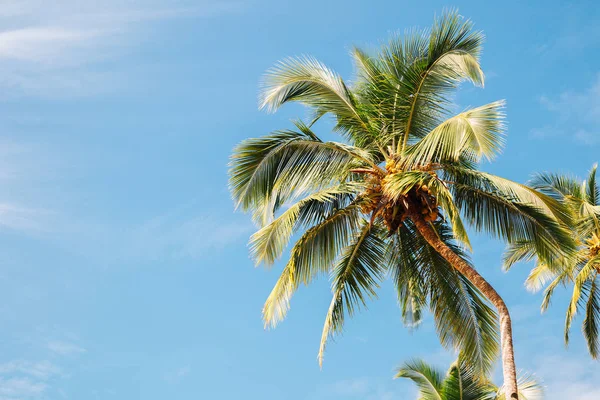 Пальмові дерева під Синє небо в зіркове розміщення уздовж пляжу, Гоа, Індія — стокове фото