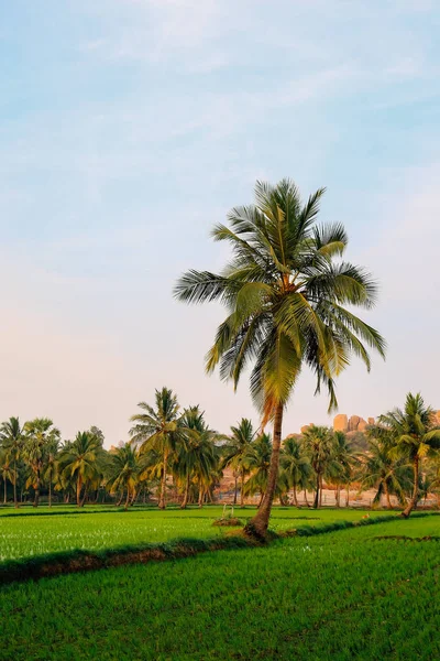 Green rice field with palm trees in Hampi, India