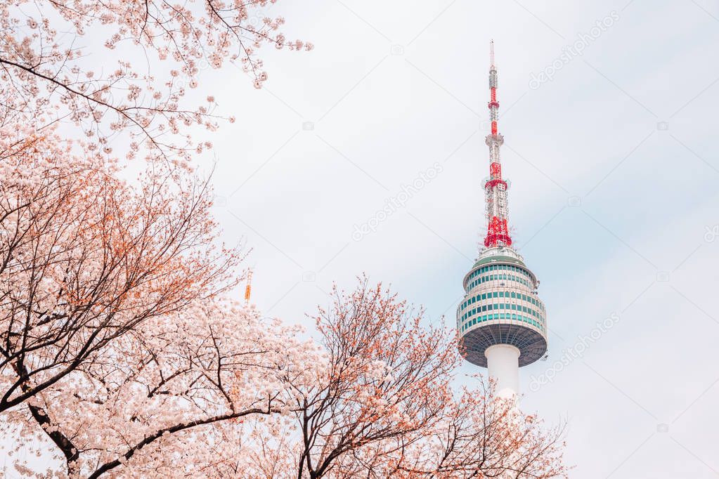 Namsan Seoul tower with cherry blossoms in Korea