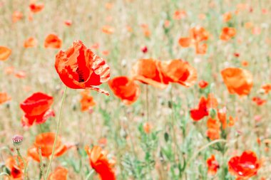 Kırmızı haşhaş çiçek alan Bucheon, Kore Sandong Lake Park