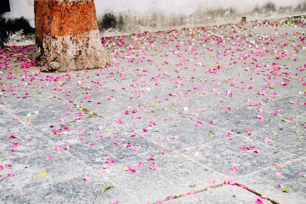 Fallen petals at Saheliyon Ki Bari (Garden of the Maidens) in Udaipur, India