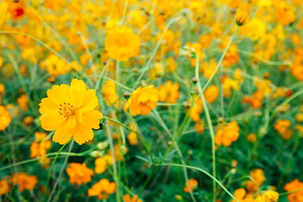 Gele gemeenschappelijk kosmos bloem op groene veld — Stockfoto