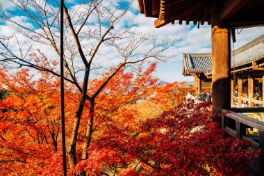 Kiyomizu-dera Tapınağı ile sonbahar Akça ağaç Kyoto, Japonya