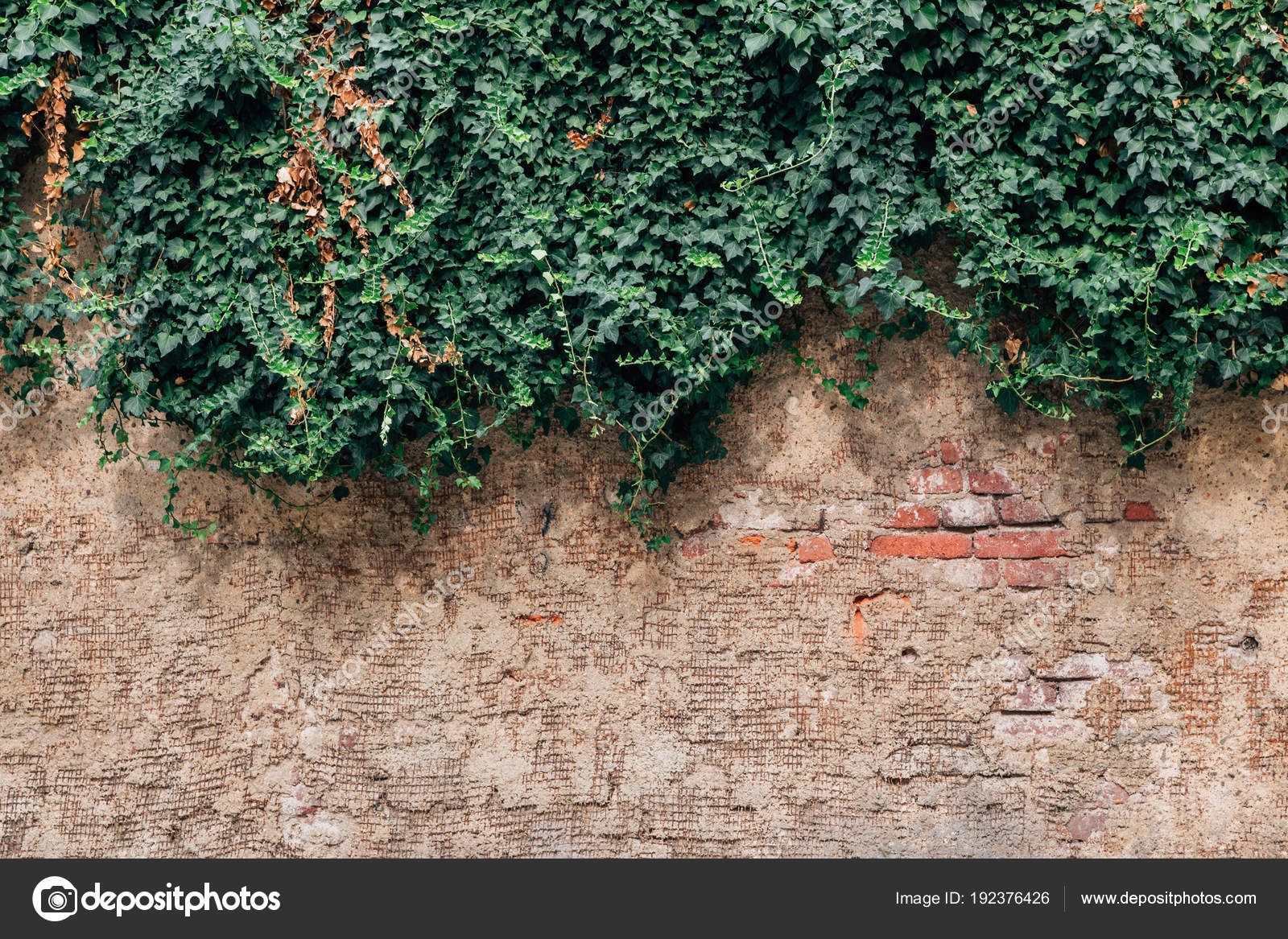 緑のツタの背景を持つヴィンテージの茶色の壁 ストック写真 C Sangapark