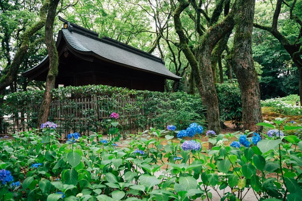 Ortensia giardino fiorito a Hakozakigu (Santuario di Hakozaki) a Fukuoka, Giappone — Foto Stock