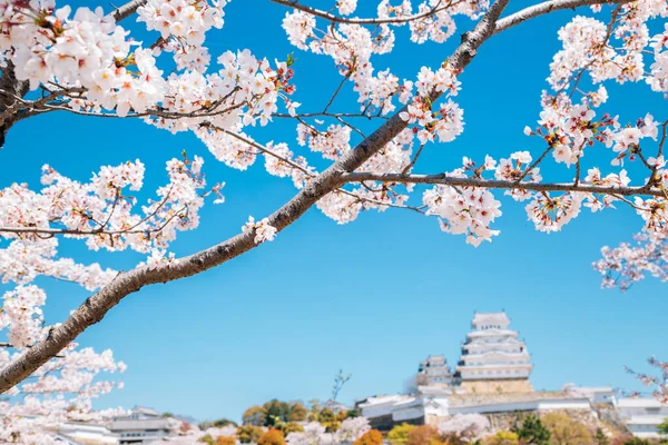 Himeji Kasteel met kersenbloesems in het voorjaar in Japan — Stockfoto