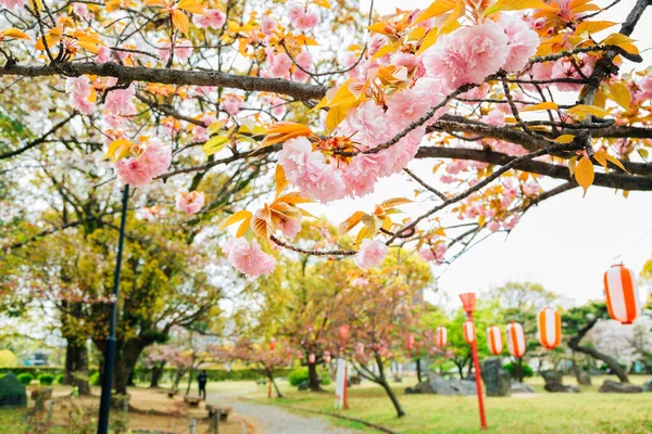 Wakayama Castle park kersenbloesems festival in het voorjaar in Japan — Stockfoto