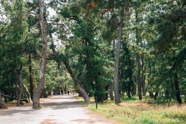 Japonya, Kyoto 'daki Amanohashidate Park Çam Ağaçları Yolu