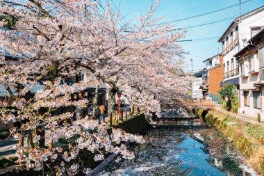 Kinosaki Onsen Köyü Hyogo, Japonya 'da bahar kiraz çiçekleri açan