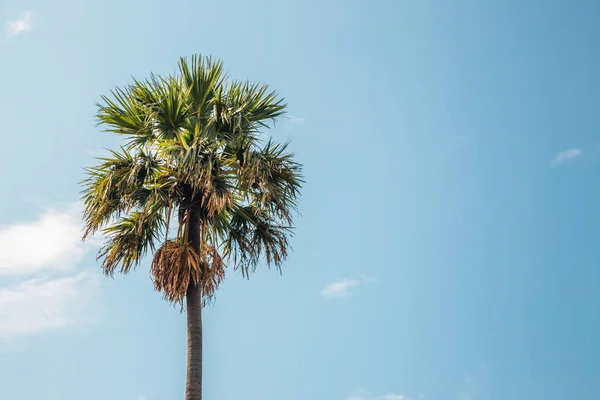 Palmeira com céu azul na ilha Elephanta em Mumbai, Índia — Fotografia de Stock