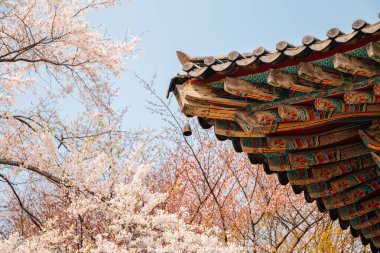Kore 'nin geleneksel saçakları Seosan, Kore' deki Gaesimsa Tapınağı 'nda kiraz çiçekleri açıyor.