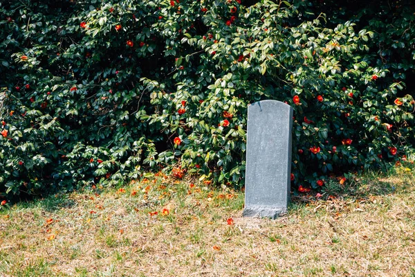 Bosque de Maryang-ri Camellia en Seocheon, Corea — Foto de Stock