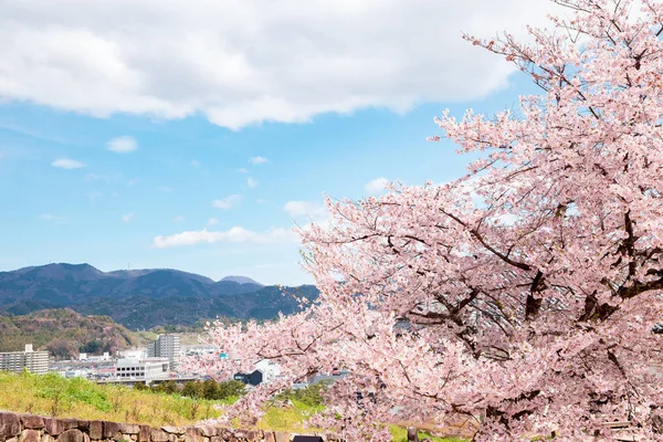 Hikone kasteel voorjaar kers bloesems in Shiga, Japan — Stockfoto